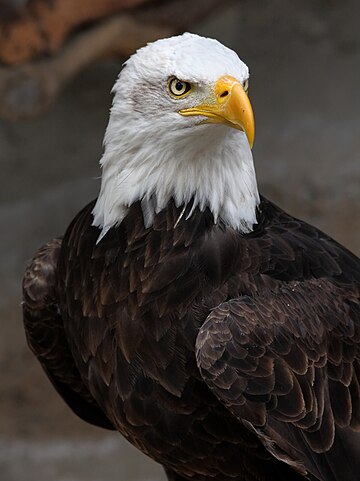 Haliaeetus leucocephalus