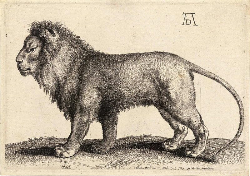 File:Wenceslas Hollar - A lion standing, after Dürer (State 1).jpg