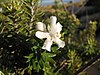 Westringia fruticosa 04.jpg