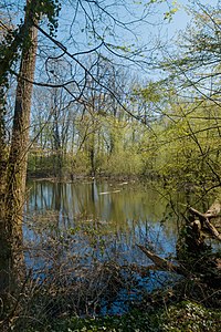 Wetland Weiherwald Karlsruhe
