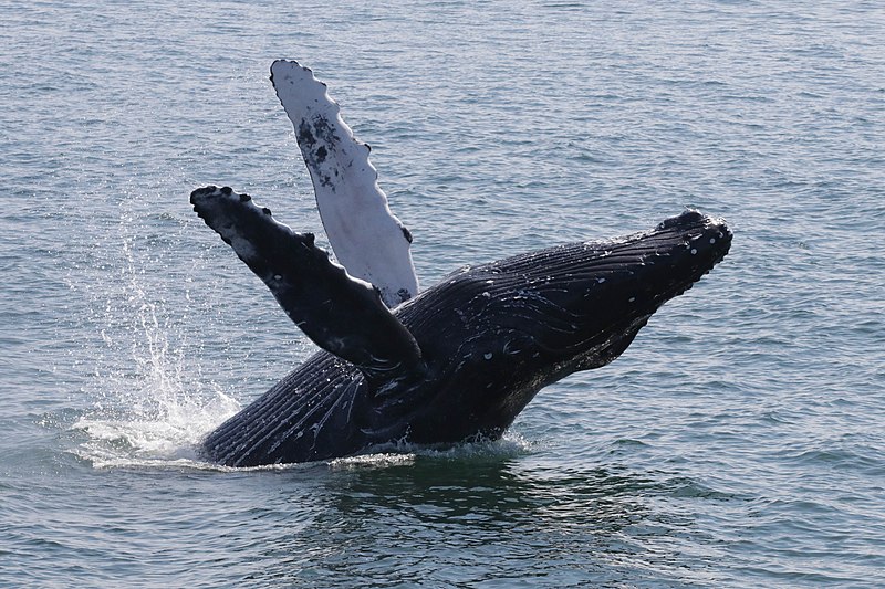 File:Whale breaching near Prince Rupert.jpg