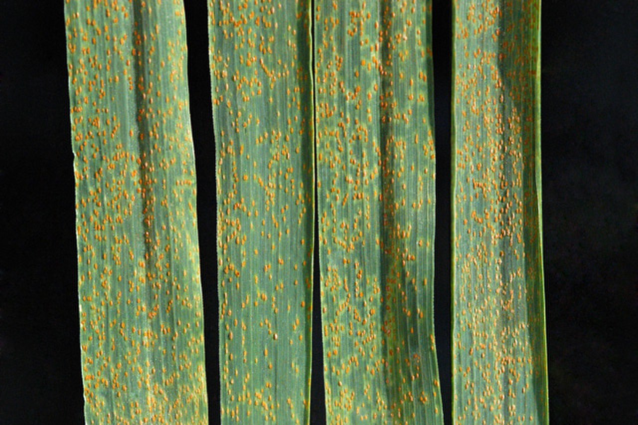 Leaf rust фото 62