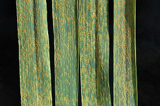 Wheat leaf rust (Puccinia triticinia) on wheat.