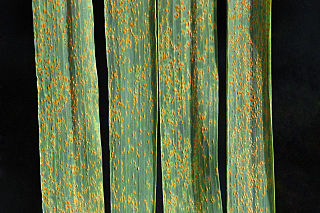 Wheat leaf rust Species of fungus