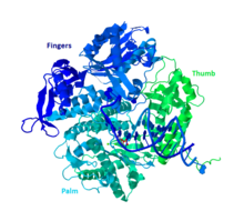 General "hand" structure of a Group B Polymerase (PDB: 3NCI ) WikiHandDNAPolII.png