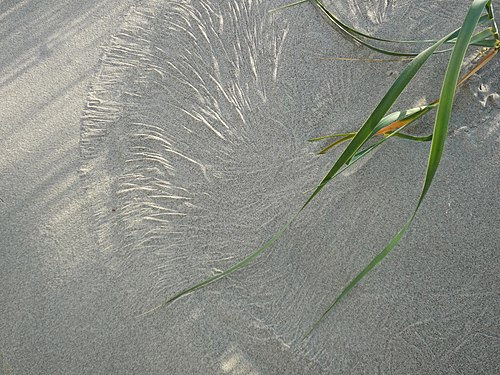 Pattern in the dune sand created by the the wind's play with the grass