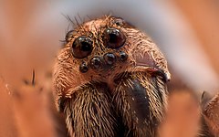 Wolf Spider Eyes.jpg