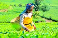 File:Women Farmer 1.jpg