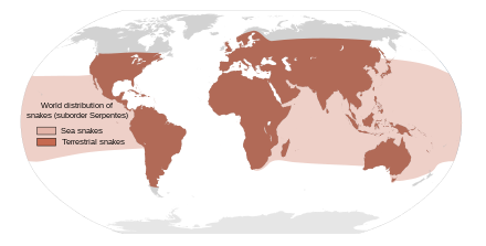 Approximate world distribution of snakes World distribution of snakes.svg