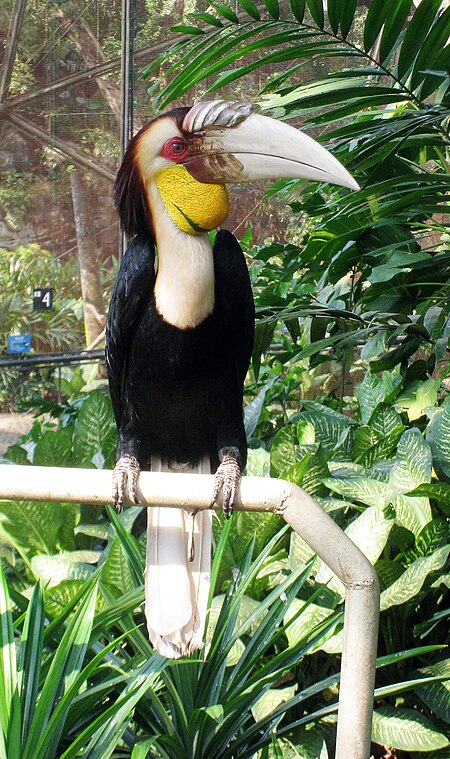 Fail:Wreathed_Hornbill_(Rhyticeros_undulatus)_in_TMII_Birdpark.jpg