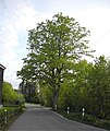 Uma tília de verão (Tilia platyphyllos)