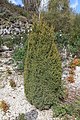 * Nomination Juniperus Communis, Canedo, Ourense, Galicia (Spain) --Lmbuga 09:20, 14 July 2016 (UTC) * Promotion Good quality. --Hubertl 14:37, 14 July 2016 (UTC)