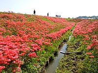 矢胜川的石蒜花