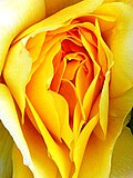 Thumbnail for File:Yellow Rose Close Up (4629824844).jpg