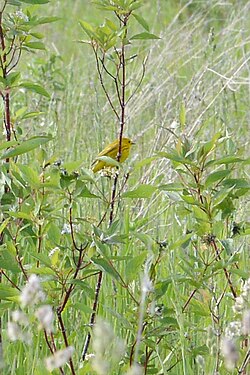 Yellow Warbler (Setophaga aestiva)