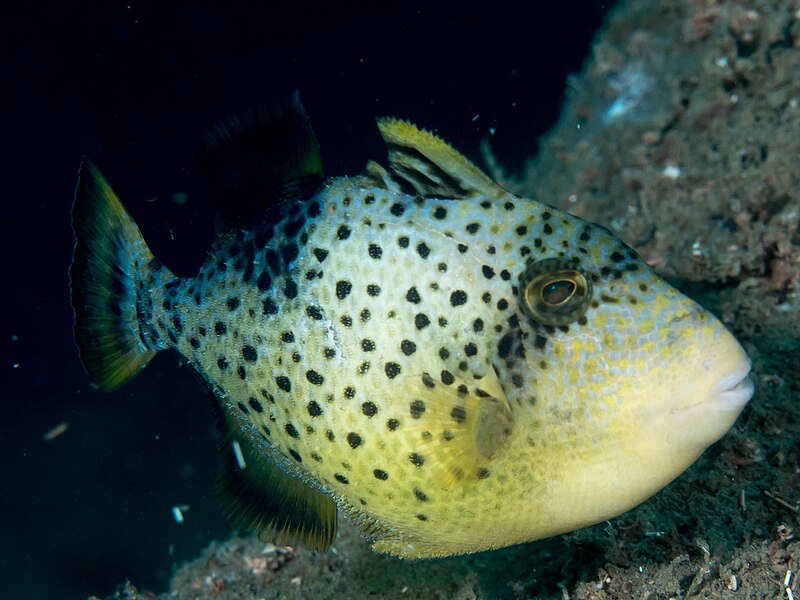 File:Yellowmargin triggerfish (Pseudobalistes flavimarginatus).jpg