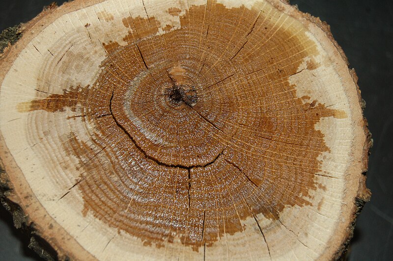 File:Young red oak with decay.JPG