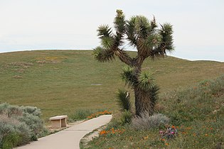 Yucca brevifolia