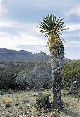 En meget gammel prøve af Yucca carnerosana i Texas