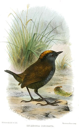 <span class="mw-page-title-main">Wrenthrush</span> Species of bird
