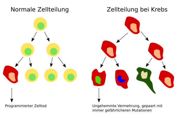 File:Zellteilung normal im Gegensatz zu Krebs.svg