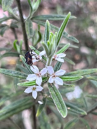 <i>Zieria murphyi</i> Species of shrub