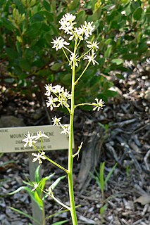 <i>Toxicoscordion exaltatum</i> Species of plant