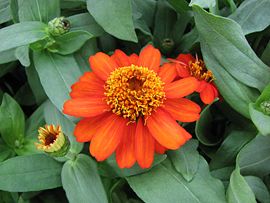 მშვენიერი კვირისტავა (Zinnia elegans)