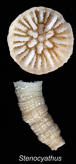 Stenocyathus vermiformis