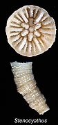 Stenocyathus vermiformis (Stenocyathidae).