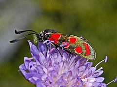 Lateral view Zygaenidae - Zygaena carniolica-003.JPG