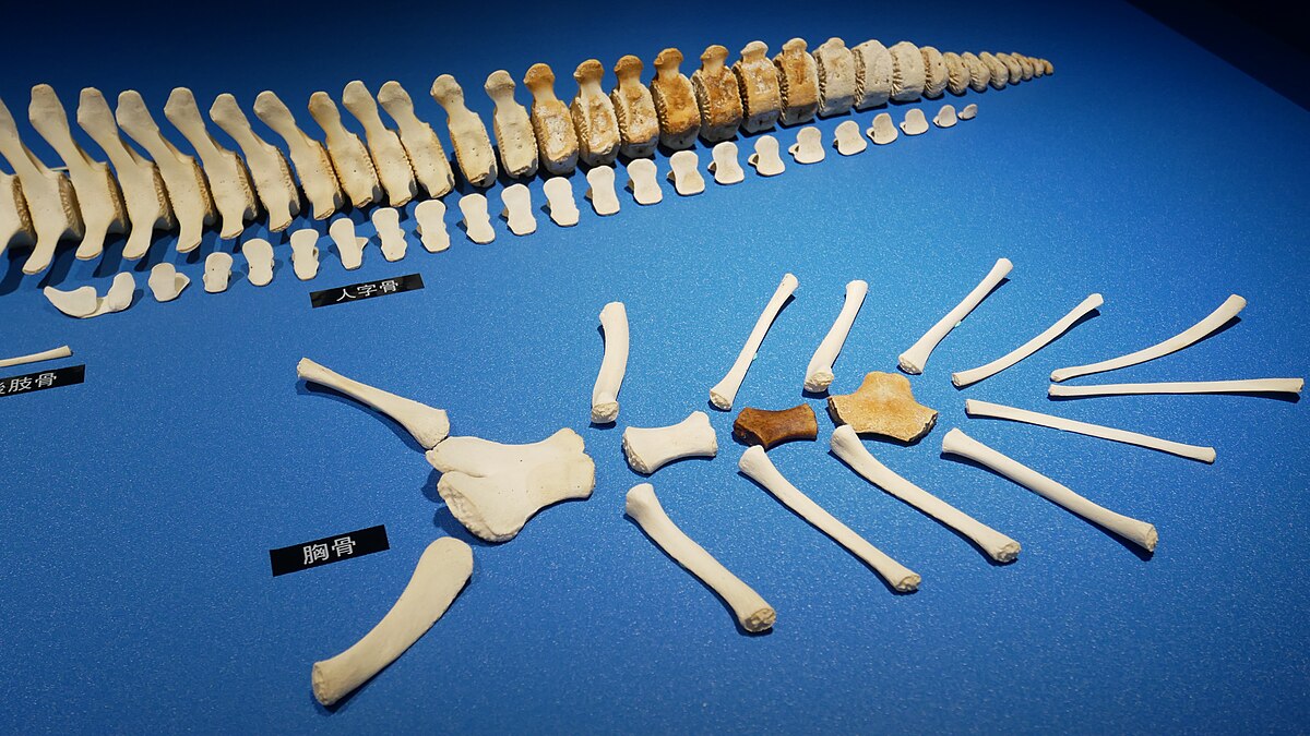 クジラ 鯨骨 標本 骨格 頭蓋骨 胸骨 頚椎 肋骨 - その他