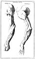 "Anatomia per uso...del disegno...", B. Genga, 1691 Wellcome L0009695.jpg
