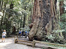 This large coast redwood, which is located on "the loop" at Henry Cowell Redwoods State Park, is known as "The Giant" (June 2022). "The Giant" at Henry Cowell Redwoods State Park, CA - June 2022.jpg