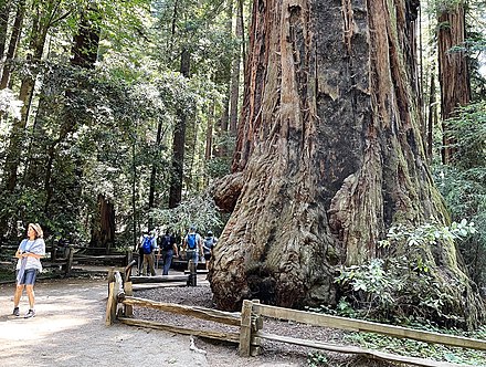 This large coast redwood, which is located on "the loop" at Henry Cowell Redwoods State Park, is known as "The Giant"[4] (June 2022).