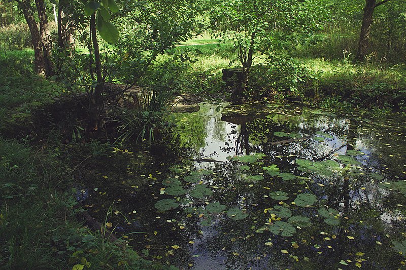 File:Александровский парк Петергоф пруды.jpg