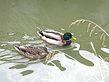 Pareja de ánades reales (Anas platyrhynchos)