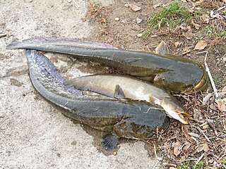 <i>Silurus soldatovi</i> Species of fish