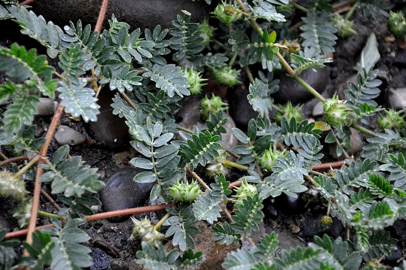 File:კუროსთავი Tribulus terrestris Burzeldorn.JPG