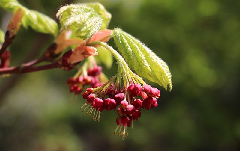 File もみじ花 Panoramio Jpg Wikimedia Commons