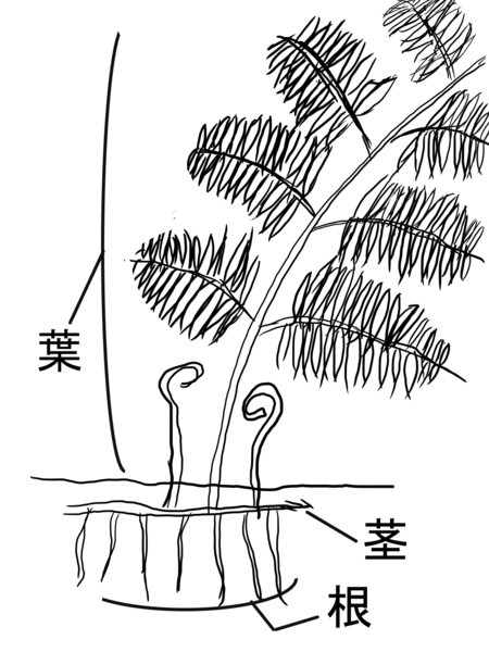 File:シダ植物の各部位.png