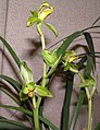 Cymbidium faberi