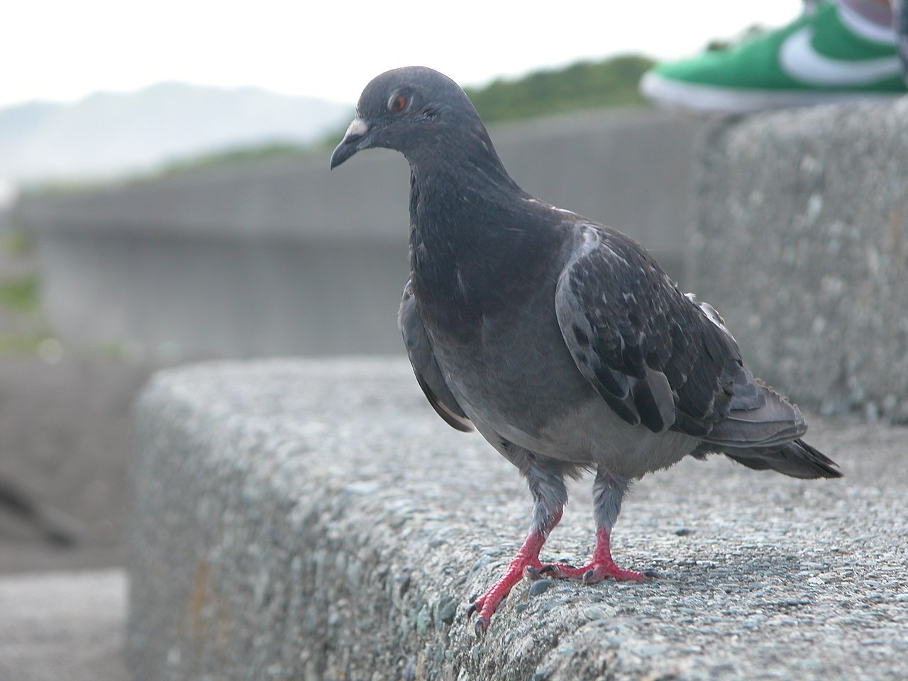 File 獲物を狙う鳩 Panoramio Jpg Wikimedia Commons