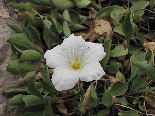 <i>Nierembergia rivularis</i> Species of flowering plant