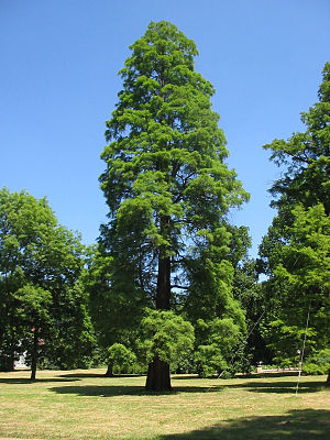 050628-zuidentifizierenderbaum-pillnitz.jpg