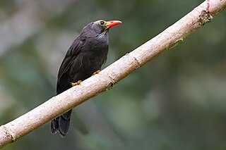 <span class="mw-page-title-main">Bare-headed laughingthrush</span> Species of bird endemic to Borneo