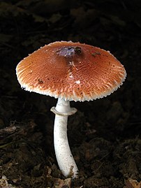 2011-09-03 Leucoagaricus rubrotinctus (Peck) Singer 166243.jpg