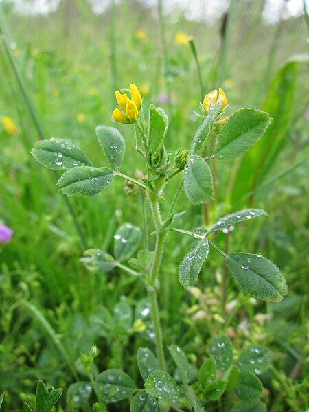 File:20130529Medicago minima Hockenheim2.jpg