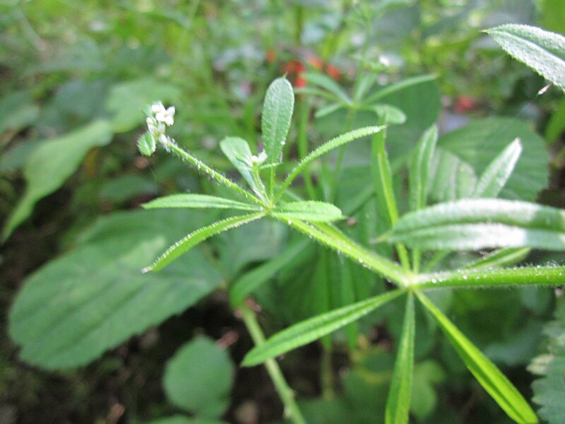 File:20130608Galium aparine.jpg