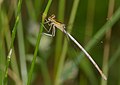 Blaue Federlibelle - Platycnemis pennipes, Weibchen